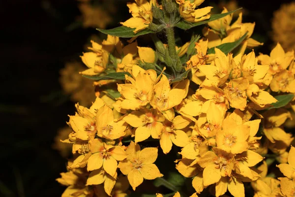Spotted Loosestrife Its Yellow Flowers — Stock Photo, Image