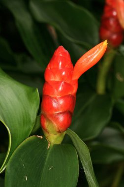 Kızıl Costus baharatı Tayland ormanlarında yetişir.