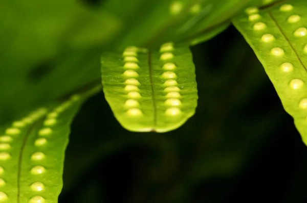 Microsorum Pustulatum Cresce Nas Selvas Tailândia — Fotografia de Stock