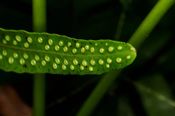 Microsorum Pustulatum Растет Джунглях Таиланда — стоковое фото