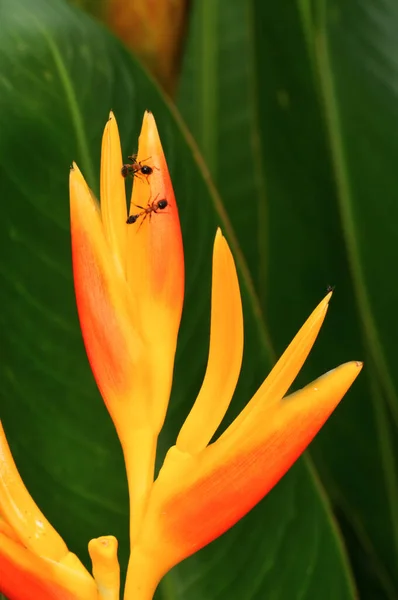 Heliconia Amarilla Psittacorum Selva Tailandia — Foto de Stock