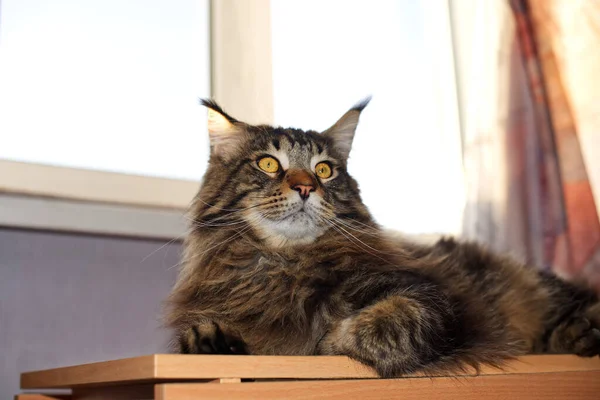 Πορτρέτο Μιας Γάτας Μέιν Ρακούν Όνομα Φέντορ — Φωτογραφία Αρχείου