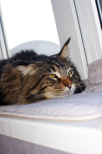 Porträt Einer Maine Coon Katze Namens Fedor — Stockfoto