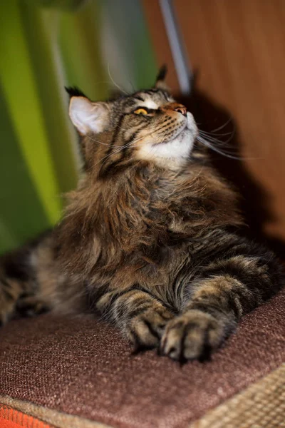一个叫Fedor的缅因州猫的肖像 — 图库照片