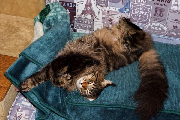 Retrato Gato Maine Coon Llamado Fedor —  Fotos de Stock