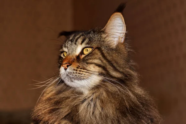 Retrato Gato Maine Coon Llamado Fedor —  Fotos de Stock