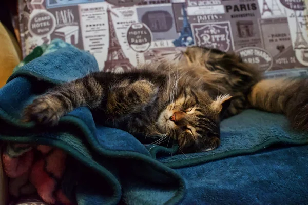 Πορτρέτο Μιας Γάτας Μέιν Ρακούν Όνομα Φέντορ Royalty Free Φωτογραφίες Αρχείου
