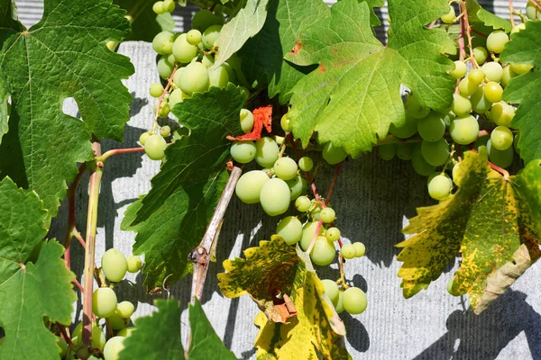 Almost Ripe Bunch Green Grapes Bush Growing Yard House — Stock Photo, Image