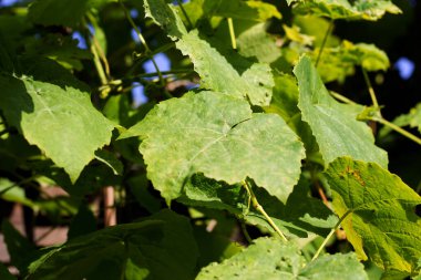 Çitte büyük yeşil asma yaprakları var.