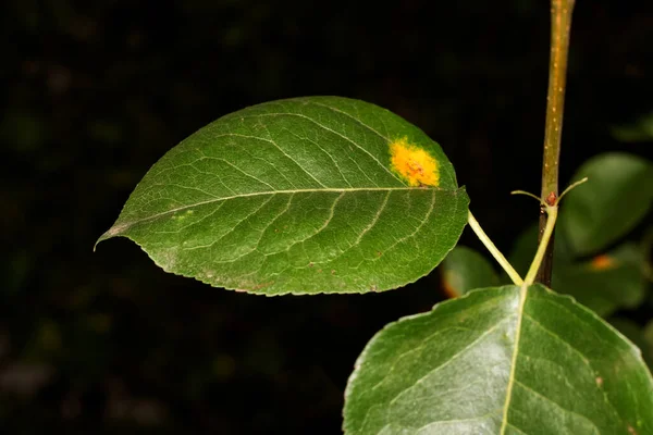 Sarı Lekeli Hastalıklı Yeşil Kiraz Yaprakları — Stok fotoğraf