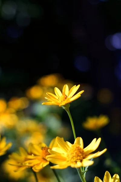 Gelbe Topinambur Blüten Grünen Zweigen — Stockfoto