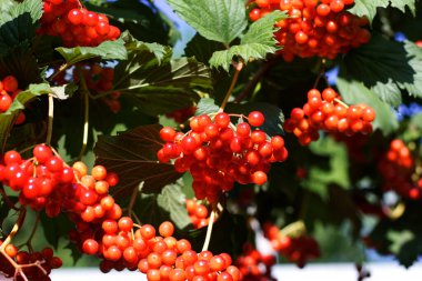 Kırmızı viburum sıradan bahçede yetişir.