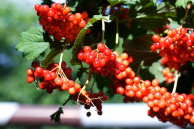 Kırmızı viburum sıradan bahçede yetişir.