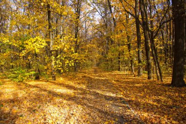 Sonbahar ormanından geçen yol. Harkov orman parkında yol.