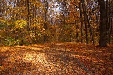 Sonbahar ormanından geçen yol. Harkov orman parkında yol.