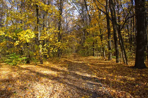 Sonbahar ormanından geçen yol. Harkov orman parkında yol.