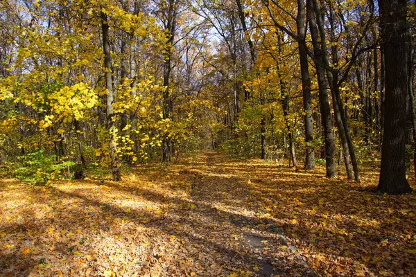 Road Autumn Forest Path Kharkov Forest Park Stock Image