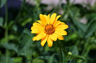 yeşil çayır üzerinde sarı çiçek