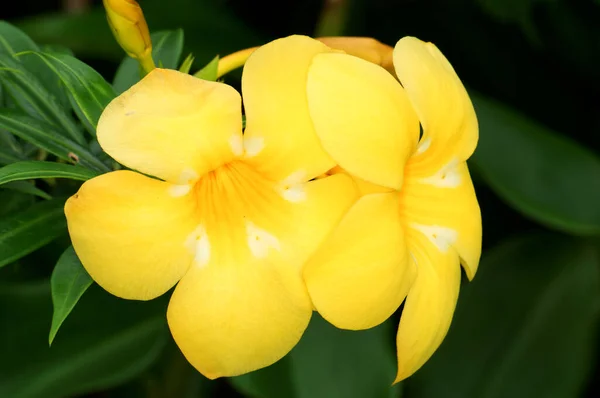 Красиві Квіти Ростуть Пхукеті — стокове фото
