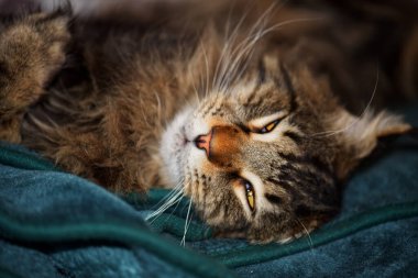 Çok güzel gri bir Maine Rakun kedisinin portresi. Kedi Fedor evde..