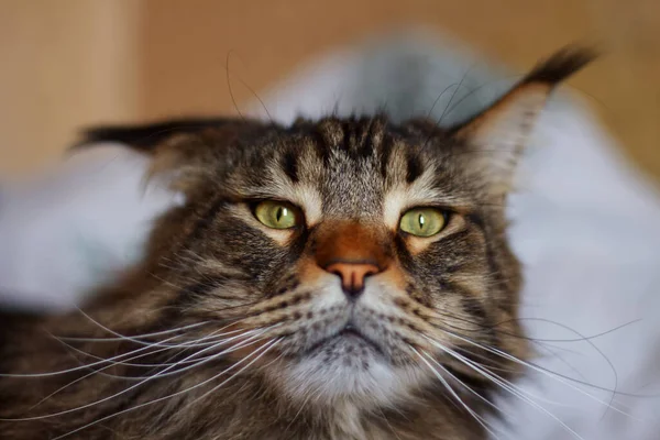 Stock image Portrait of a very beautiful gray Maine Coon cat. Cat Fedor at home.