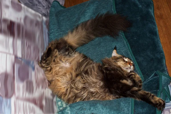 一个非常漂亮的灰色缅因州猫的肖像 猫费多在家里 — 图库照片