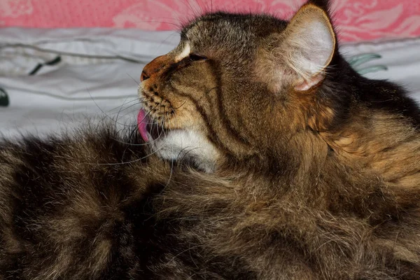Retrato Muy Hermoso Gato Maine Coon Gris Cat Fedor Casa —  Fotos de Stock