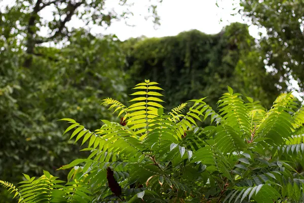 Ramos Uma Árvore Com Uma Casa Completamente Coberta Uvas Silvestres — Fotografia de Stock