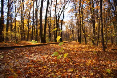 Kharkov 'daki sonbahar orman parkında genç meşe ağacı.