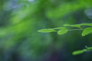 Yeşil akasya yaprakları ile güzel bokeh