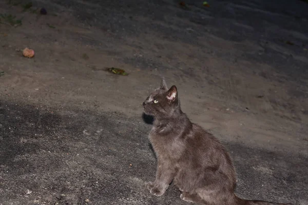 Portrait Street Gray Cat — Stock Photo, Image