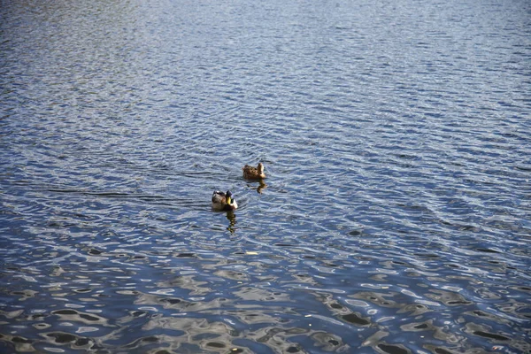 两只鸭子在哈尔科夫市的湖中游泳 — 图库照片