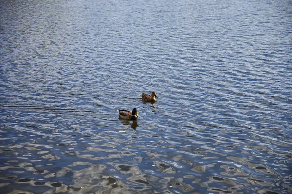 Deux Canards Nagent Dans Lac Ville Kharkov — Photo