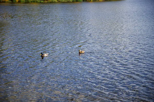 Δύο Πάπιες Κολυμπούν Στη Λίμνη Της Πόλης Του Kharkov — Φωτογραφία Αρχείου