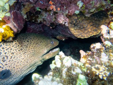 Kızıl Deniz 'in mercan kayalıklarında büyük siyah moray.