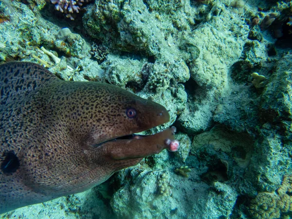 Kızıl Deniz 'in mercan kayalıklarında büyük siyah moray.