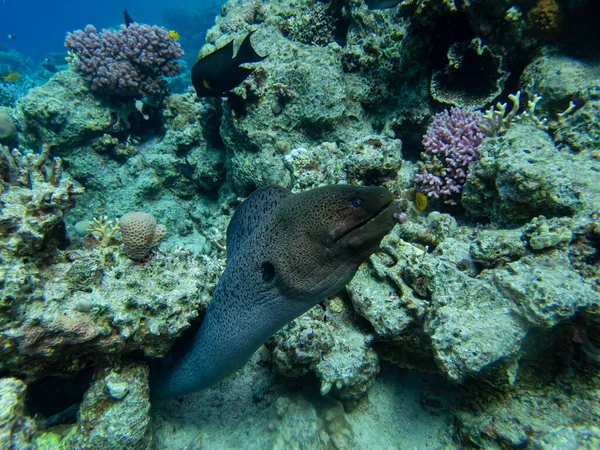 Kızıl Deniz Mercan Kayalıklarında Büyük Siyah Moray — Stok fotoğraf