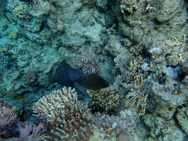 Grande Moray Preto Recife Coral Mar Vermelho — Fotografia de Stock