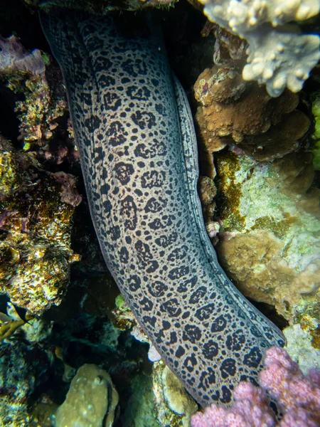 Великий Чорний Мурай Кораловому Рифі Червоного Моря — стокове фото