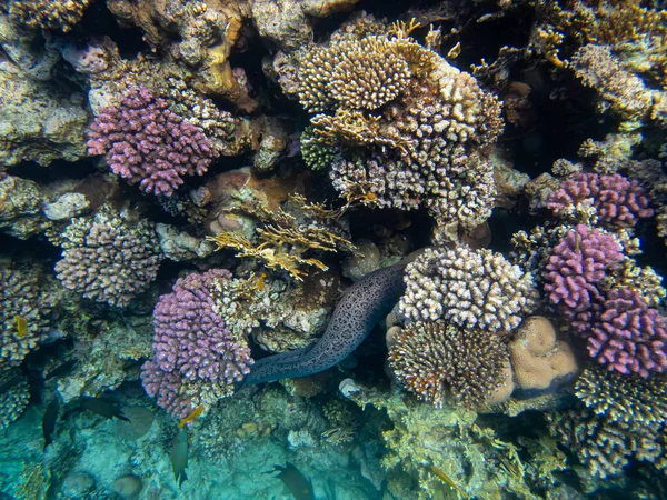 Gran Morena Negra Arrecife Coral Del Mar Rojo —  Fotos de Stock