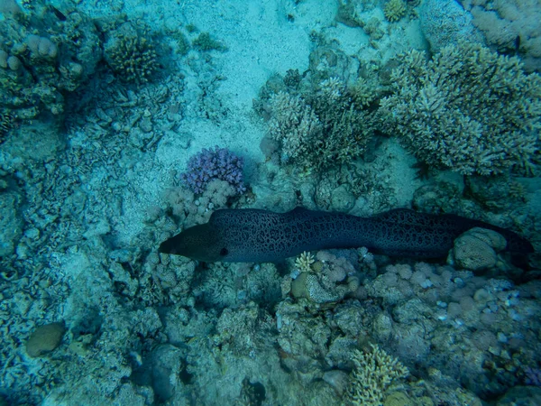 Kızıl Deniz 'in mercan kayalıklarında büyük siyah moray.