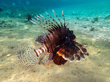 Kızıl Deniz 'in mercan resiflerindeki güzel aslan balığı.