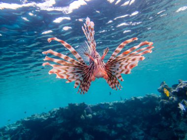 Kızıl Deniz 'in mercan resiflerindeki güzel aslan balığı.