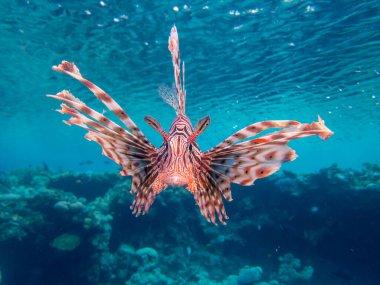 Kızıl Deniz 'in mercan resiflerindeki güzel aslan balığı.