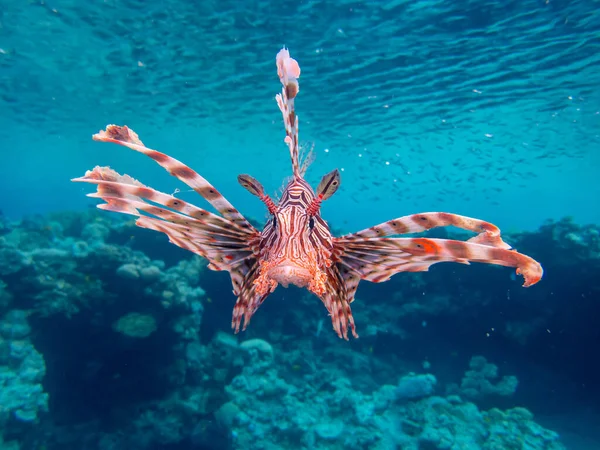 stock image Beautiful lionfish in the coral reef of the Red Sea