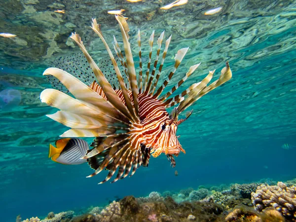 紅海のサンゴ礁で美しいライオンフィッシュ — ストック写真