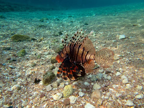 Hermoso Pez León Arrecife Coral Del Mar Rojo — Foto de Stock