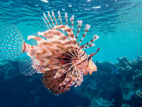 Όμορφη Lionfish Στον Κοραλλιογενή Ύφαλο Της Ερυθράς Θάλασσας — Φωτογραφία Αρχείου