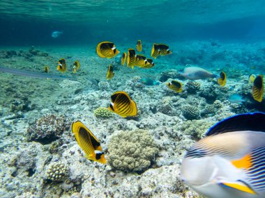 Kızıl Deniz mercan resifinde Chaetodon fasciatus veya Kelebek balığı