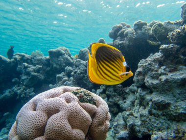 Kızıl Deniz mercan resifinde Chaetodon fasciatus veya Kelebek balığı